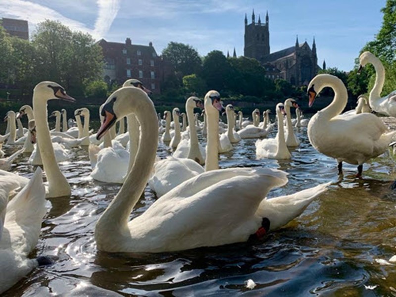 The Swan Food Project